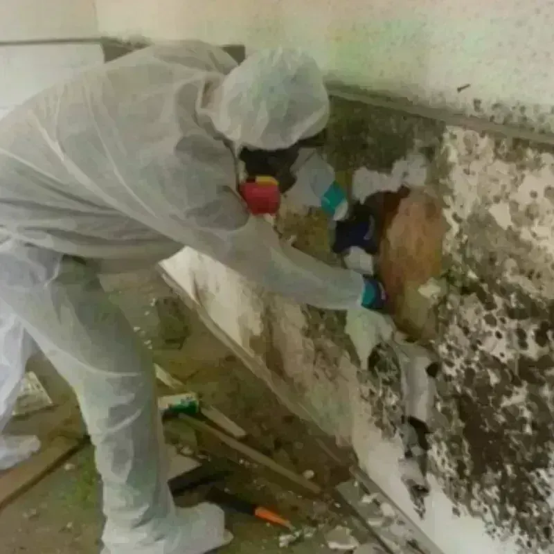 Mold Remediation and Removal in Mercersburg, PA